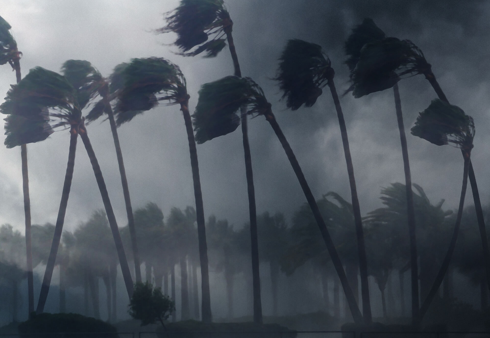 trees in a hurricane