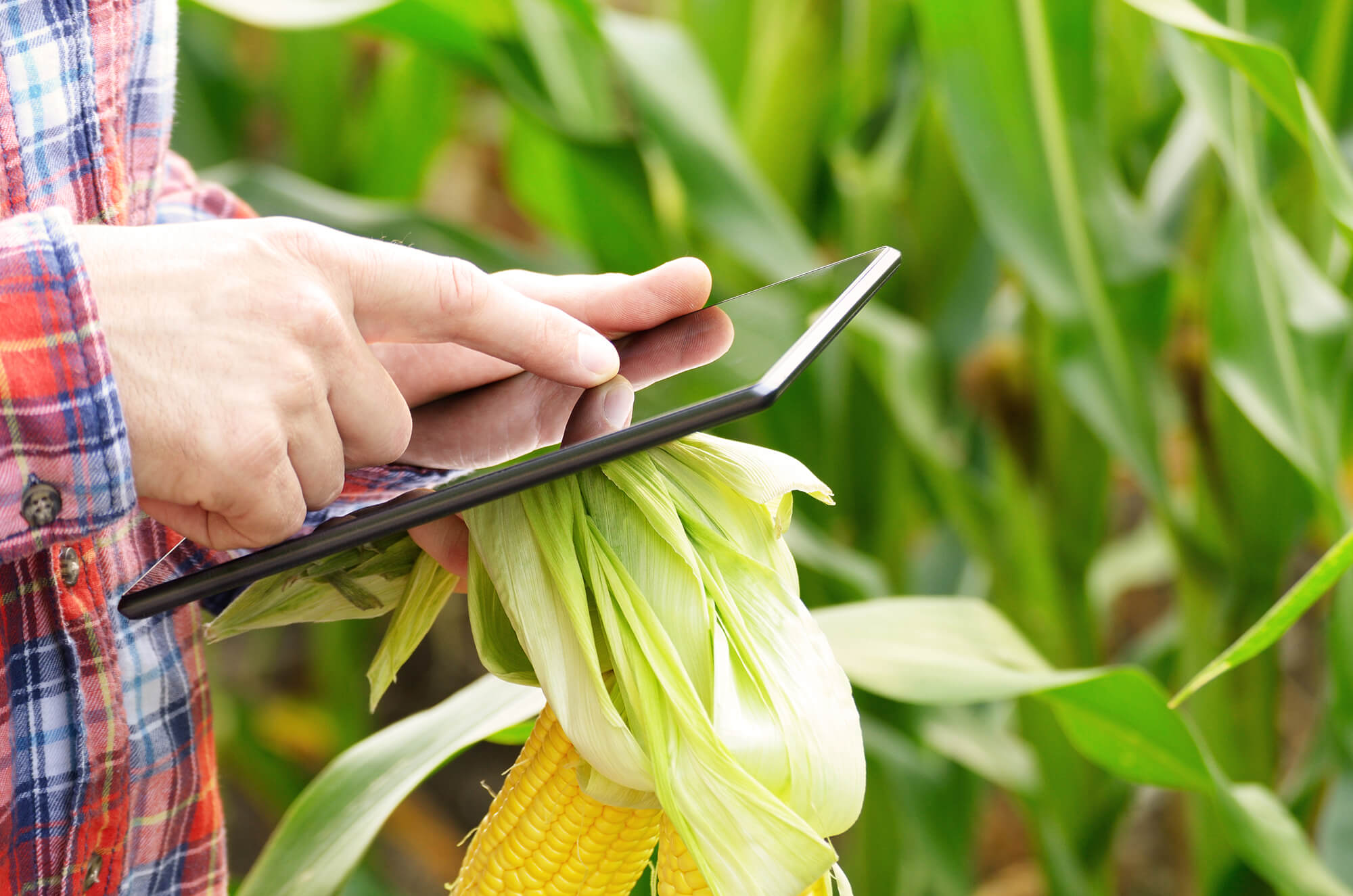 Who Owns Farming IoT Data