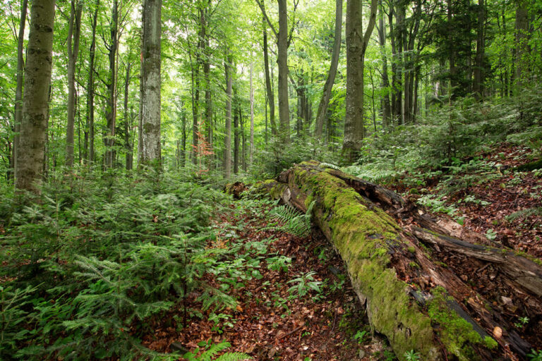 finding-the-mother-tree-discovering-the-wisdom-data-of-the-forest